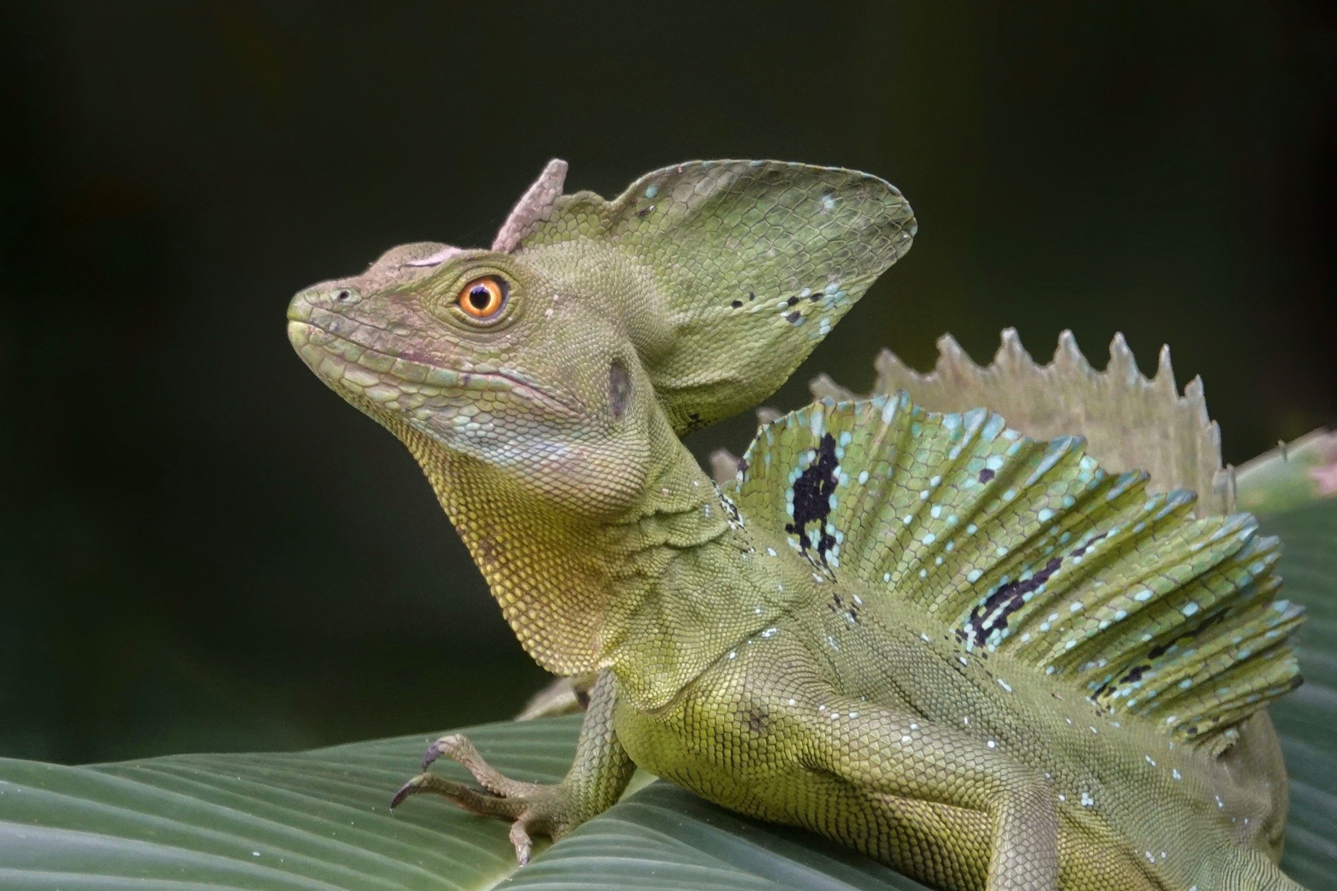 Iguane vert